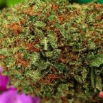 4b3fd5ba34aeb19437977f2f950da8e5