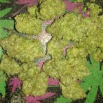 bc549ed29e6105c4a442292cb8ede48f